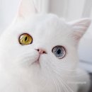 미모고양이 이미지