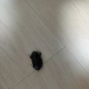 부전사 이미지