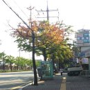가로수 이미지