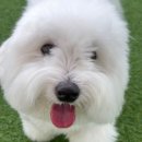 마마스미독펜트하우스 광주애견유치원&애견호텔 본점 | 마마스미독펜트하우스 광주애견유치원&amp;애견호텔 본점 광주애견호텔 1일1산책 서비스 후기