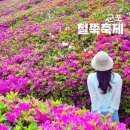 군포 봄꽃 철쭉축제 _ 철쭉동산 주차, 방문 후기