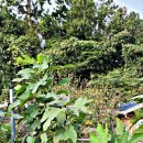 도리포민박 이미지