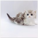 고양이분양 제나캣 화명점 이미지