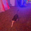 풀빌라앤글램핑랜드A | 가평 여행ㅡ실내수영장 펜션 후기(가평 풀빌라앤글램핑랜드)