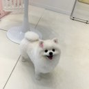 솜사탕 애견미용실 이미지