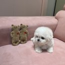 럽댕 강아지분양 이미지