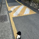 이쁘다 | 남천동강아지목욕 광안리애견미용 개,이쁘다 블랙푸들 후기