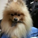 고미발톱 이미지