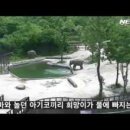 코끼리아줌마 이미지