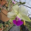 Cattleya walkeriana select 이미지