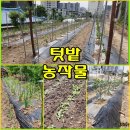 (텃밭) 고추 지지대와 오이 그물망 치기 이미지