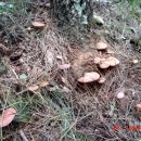 지짐이랑막걸리랑 이미지