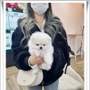 펫하임 강아지 고양이 이미지