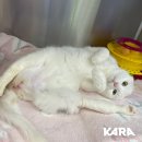 미라클 그루밍 이미지