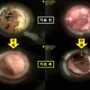 유기화동물의료센터 이미지