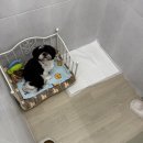 즐거운 애견미용 이미지