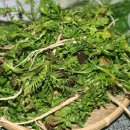 자연대로 이미지