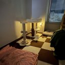 운정 숲 고양이호텔 | 운정고양이호텔휴 운정 고양이호텔 여기보다 좋은 데 없다 진차..