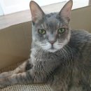 고양이호텔 묘랑묘랑 | 의왕 고양이호텔 : 묘랑묘랑 미친존재감 덕수