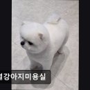 한결강아지미용실 네이버블로그