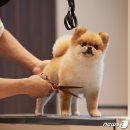 소노펫 뷰티 이미지