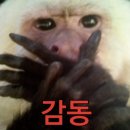 문캣네일