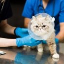 아우라케어 이미지