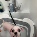 펫글뷰티 이미지