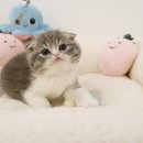 광주 고양이 분양 냥블리 광주점 이미지