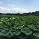 연꽃(蓮華, 蓮花/Lotus Flower) 차 이미지