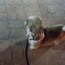 벳케어 동물병원 이미지