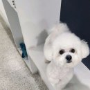 댕댕워시 이미지