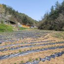 자활근로사업단 “희망영농사업단”의 2023년 첫 수확물인 감자싹이 올라왔어요~ 이미지