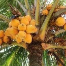 코코넛 팜'(Cocos nucifera) 이미지