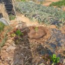 김덕일농장 이미지