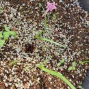 퍼플리아트리스 이미지