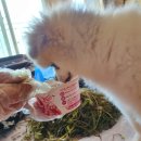 샤인덴탈부천점 | 밀린 3주간의 일기✏️