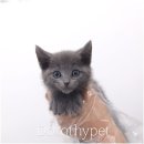 효천농장 | 광주효천지구고양이분양 더이상 허전하지 않아요