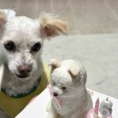 댕큐베리 | 서울 강아지케이크 후기 🎂 행복이 생일 💚