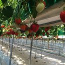 은광농장 이미지