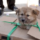 양양5일장 이미지