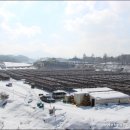 황태덕장 이미지