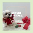위풍댕댕 | [천안 신방동] &#39;위풍댕댕&#39; 애견미용 추천ꯁ 말티즈 미용후기