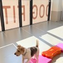 난다몽 일산애견유치원&호텔 이미지