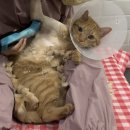 발라당냥 이미지