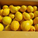 제주도 귀한농부 유기농 레몬 이미지
