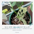 당근 마켓에서 구매한 식물 소개와 후기 식물 일기
