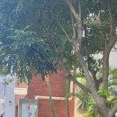 현청과 | 오키나와 나하 가성비 숙소 알몬트 호텔 나하 겐초마에 대욕장 조식, 현청역앞이라 혼여행 하기딱 좋았다!