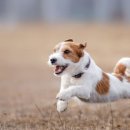 바로슬동물병원 이미지