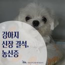 강아지 신장결석, 요관결석, 폐색까지 : 강아지 혈뇨 증상으로 내원한 말티즈 후기